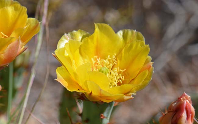 Cactus Apple or Engelmann Pricklypear is a common Prickly Pear in the southwestern United States. It has beautiful showy large yellow flowers and blooms across its range from April to July. Opuntia engelmannii 